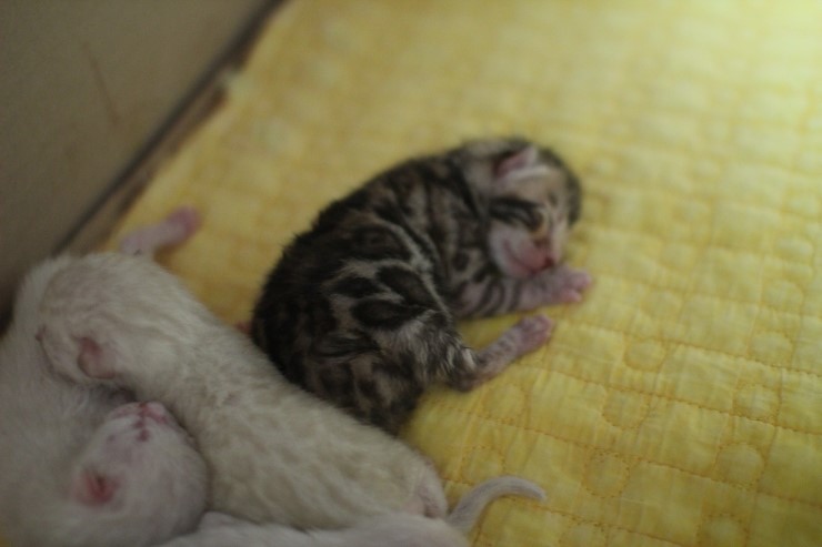 뱅갈고양이 소유캐터리 출산소식~ 관련 이미지 6