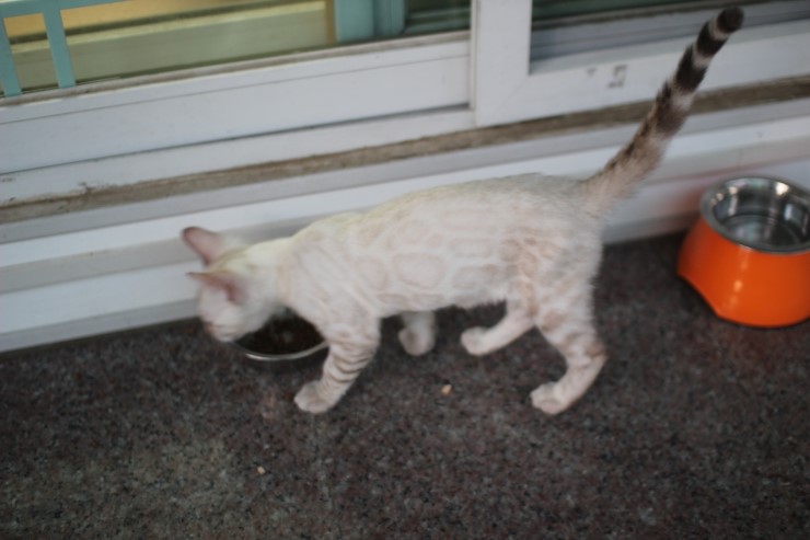 스노우 뱅갈고양이 흰둥이예요~ 관련 이미지 7