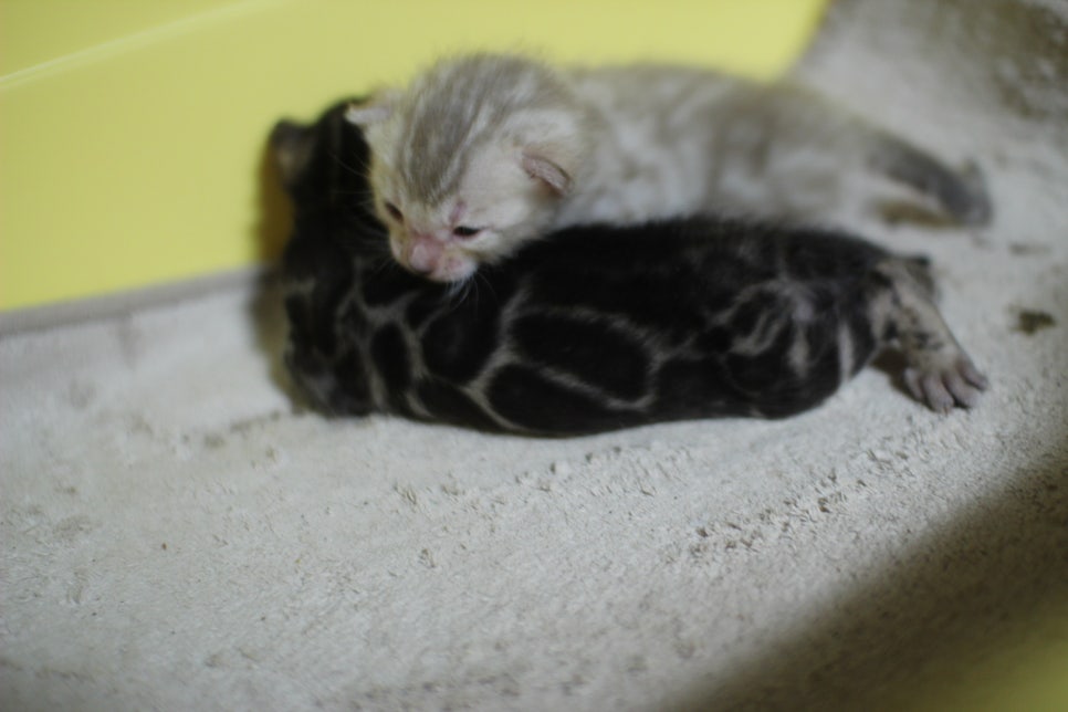 브라운과 실밍크 뱅갈고양이 꼬물이~ 관련 이미지 3