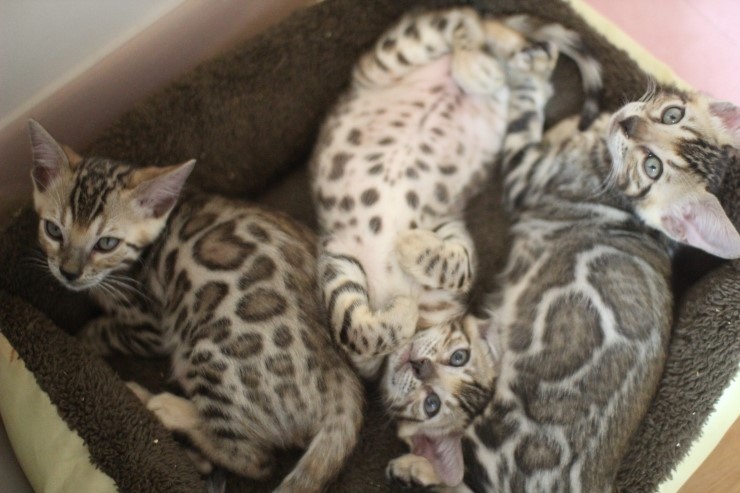 뱅갈고양이 남아 4총사 예요~ 관련 이미지 1