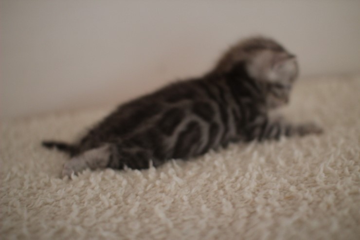 클라우드 로젯 실버 뱅갈고양이 남아예요~ 관련 이미지 5