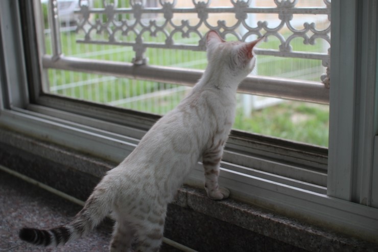 뱅갈고양이 키나와 스텔라 입니다~ 관련 이미지 11