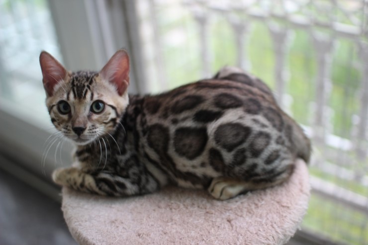 뱅갈고양이 남아 동글이 분양 합니다~ 관련 이미지 4