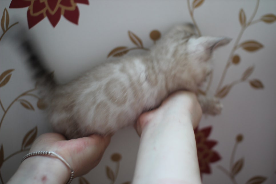 실밍크 뱅갈고양이 동글이예요. 관련 이미지 7