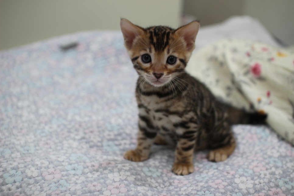 브라운 뱅갈고양이 여아1 분양해요~ 관련 이미지 4