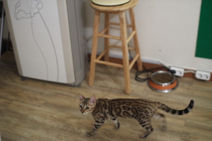 뱅갈고양이,뱅갈고양이 분양,미녀 뱅갈고양이들 입니다^^ 관련 이미지 3