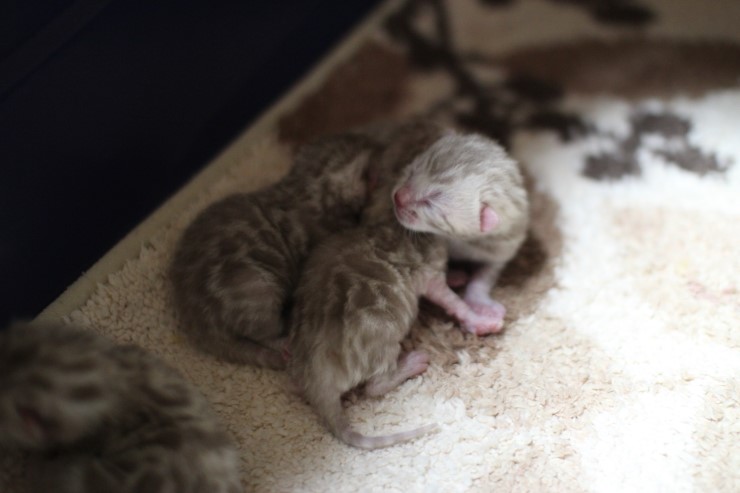 실밍크 뱅갈고양이 4남매예요~ 관련 이미지 1