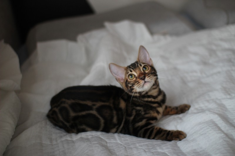 뱅갈고양이분양 반짝반짝 빛나는 모질에 아이들~ 관련 이미지 1