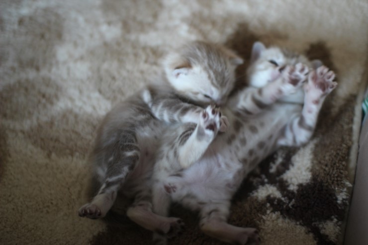 스노우 뱅갈고양이 밍크걸 보시고 가세요^^ 관련 이미지 28