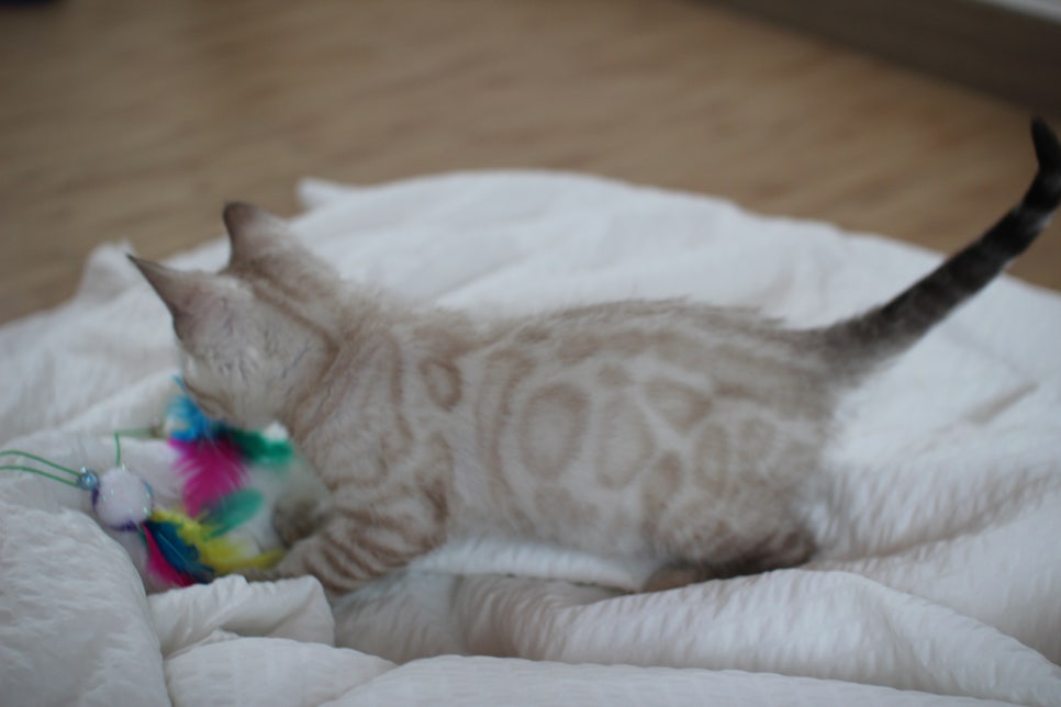 빅로젯 실밍크 뱅갈고양이 남아예요 관련 이미지 7