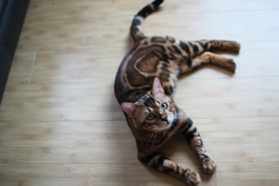 뱅갈고양이 블랙홀 강아지야 고양이야? ^^ 관련 이미지 13