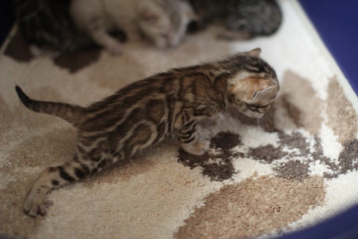 브라운 뱅갈고양이 꼬물이 걷기 시작했어요. 관련 이미지 2