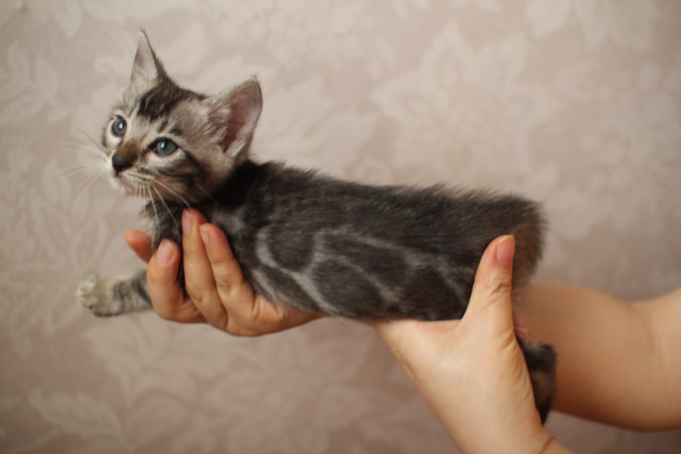 멋진 클라우드 로젯을 가진 실버뱅갈고양이 남아 입니다~ 관련 이미지 4