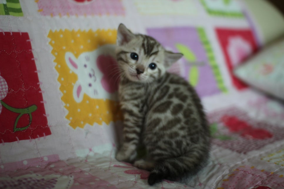 앙증,깜찍 스노우 뱅갈고양이 꼬맹이들~~ 관련 이미지 3