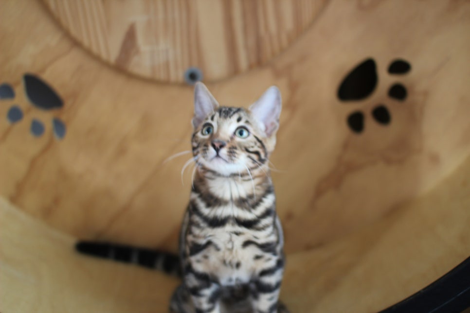 개냥이 건강냥이 뱅갈고양이 남아1 분양해요~ 관련 이미지 4