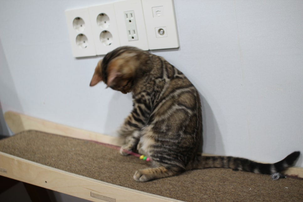 뱅갈고양이 분양 멋진 큰 무늬 아이 관련 이미지 7