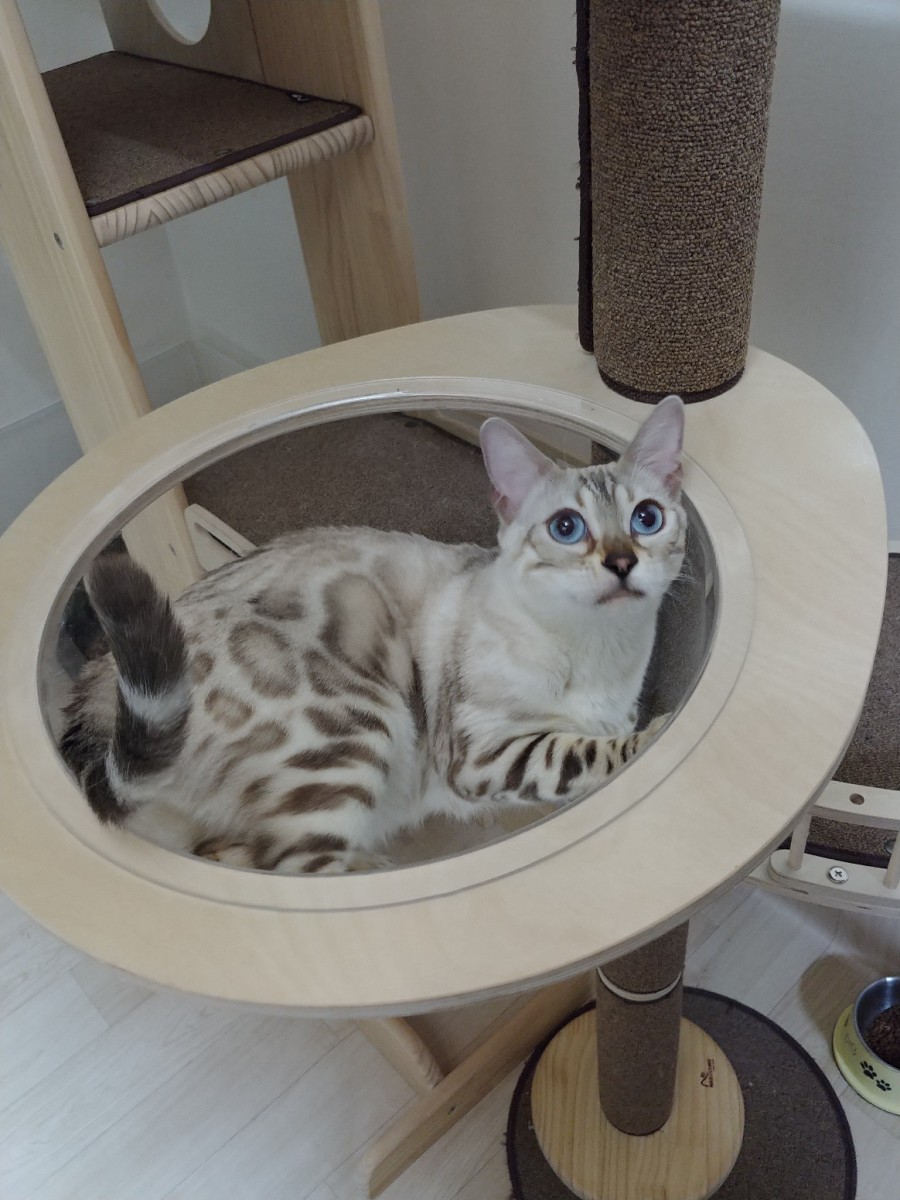 스노우뱅갈고양이 바다같은 파란눈에 빠져보세요~ 관련 이미지 1