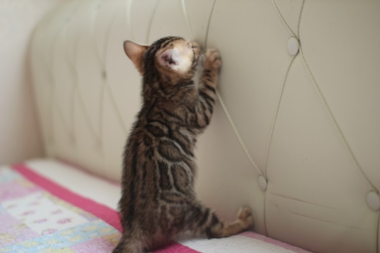 빅로젯 뱅갈고양이 남아1 많이 컸어요~ 관련 이미지 1