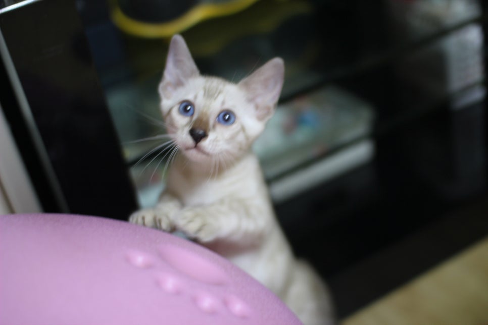 스노우뱅갈고양이 푸른눈에 빠져들어요~ 관련 이미지 1