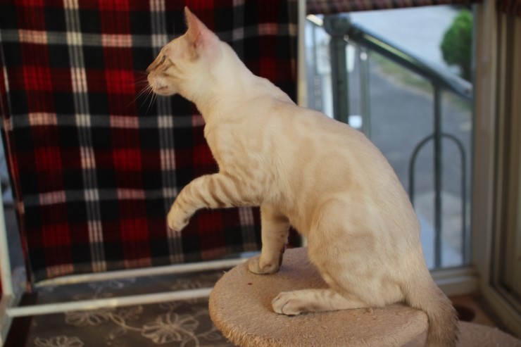 스노우 뱅갈고양이 스노우킹~ 관련 이미지 4