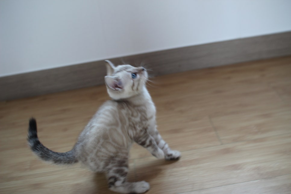 스노우뱅갈고양이 꼬맹이 신났네 신났어 관련 이미지 4