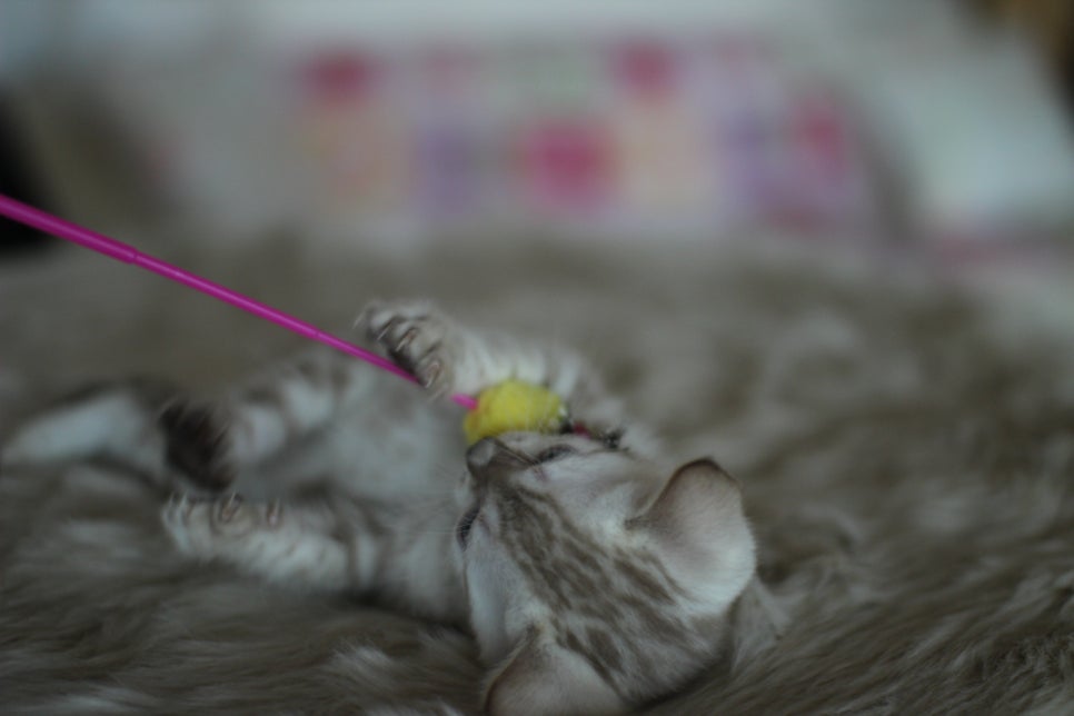 뱅갈고양이분양 멋진 빅로젯 아이들~ 관련 이미지 18