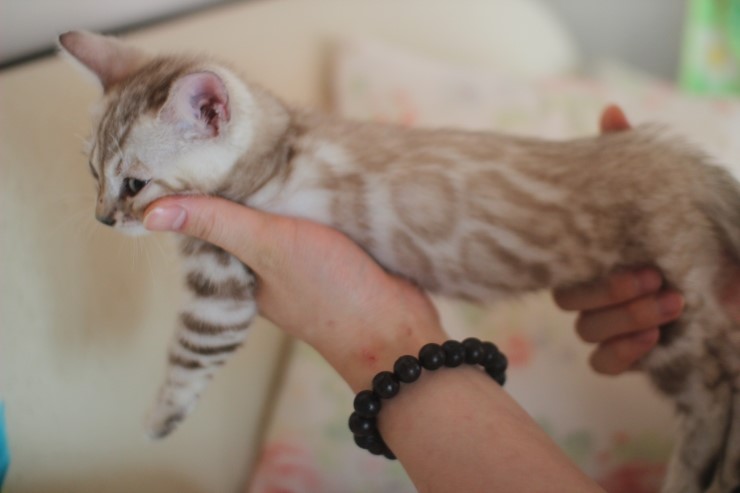 실밍크 뱅갈고양이 남아예요~ 관련 이미지 9
