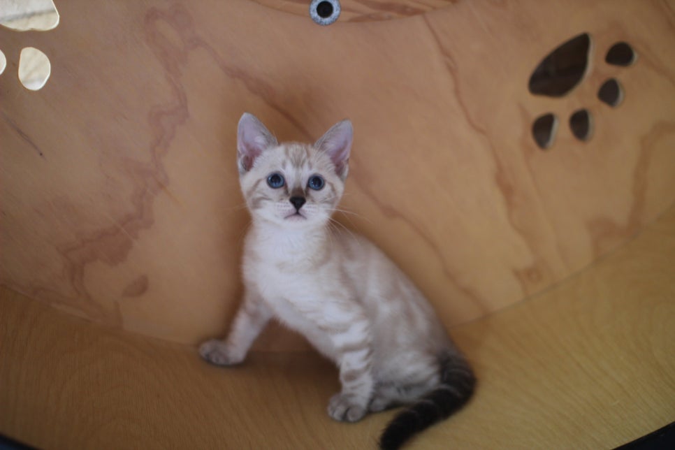 뱅갈고양이분양 무늬와 건강이 최고 관련 이미지 20