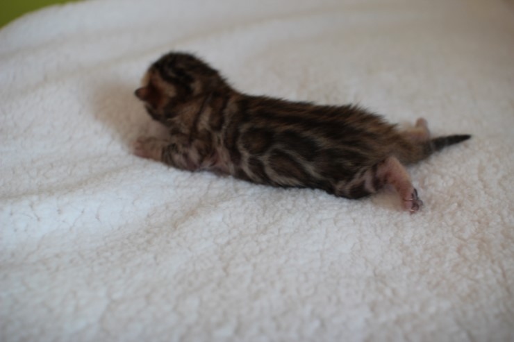 실버,브라운 뱅갈고양이 꼬물이들 사진 입니다 관련 이미지 14