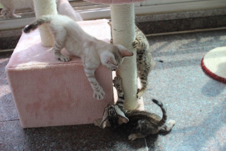 뱅갈고양이 꼬맹이들 일광욕 시간~ 관련 이미지 12