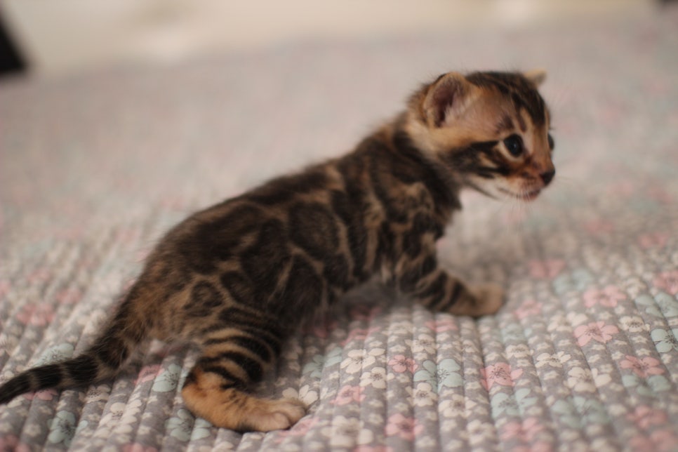 아기 뱅갈고양이 너무나 이쁜 아이~ 관련 이미지 10