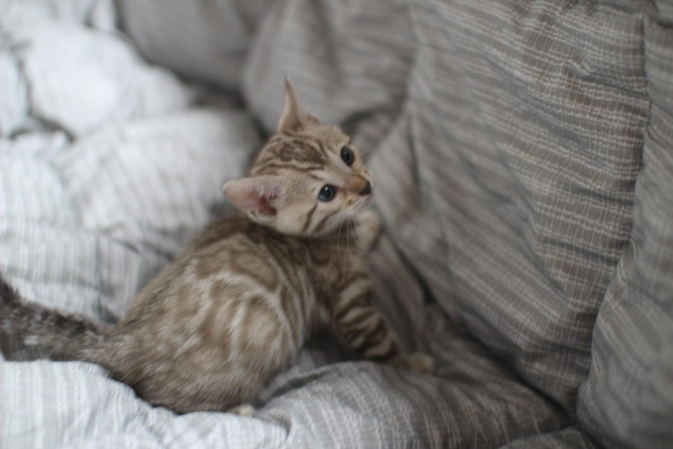 포동포동 귀여운 돼지 실밍크뱅갈고양이 여아예요~ 관련 이미지 4