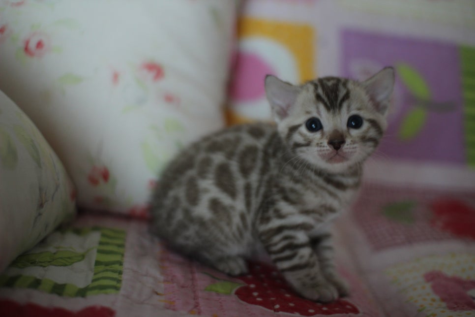 앙증,깜찍 스노우 뱅갈고양이 꼬맹이들~~ 관련 이미지 6