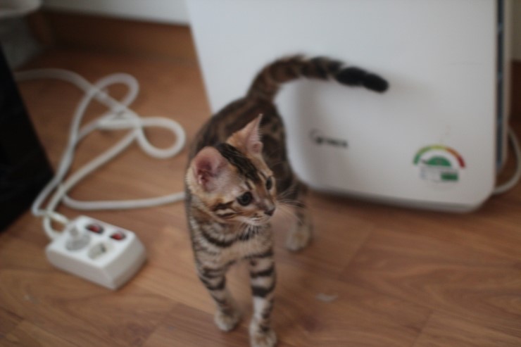 이쁘게 성장중인 뱅갈고양이 여아 중국이~ 관련 이미지 10