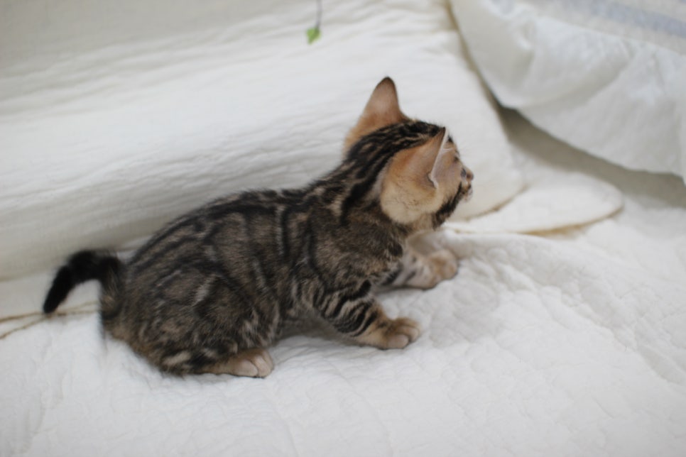 점점 개냥이가 되가는 브라운 뱅갈고양이 여아예요~ 관련 이미지 3