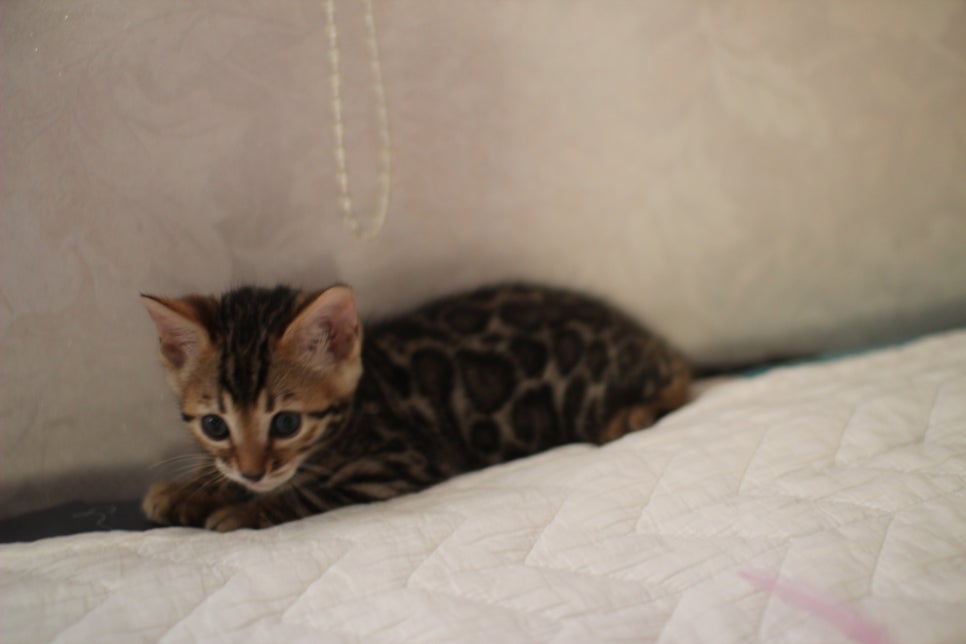 분양중인 뱅갈고양이 브라운 남아,스노우 여아예요~ 관련 이미지 11