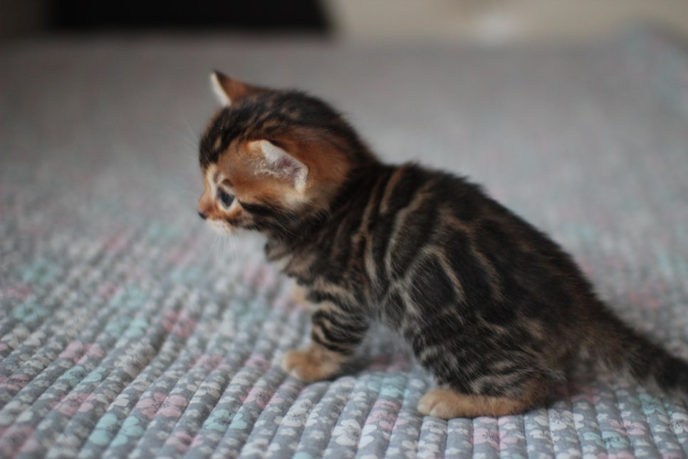 뱅갈고양이분양 동화속에 나오는 아이들! 관련 이미지 26