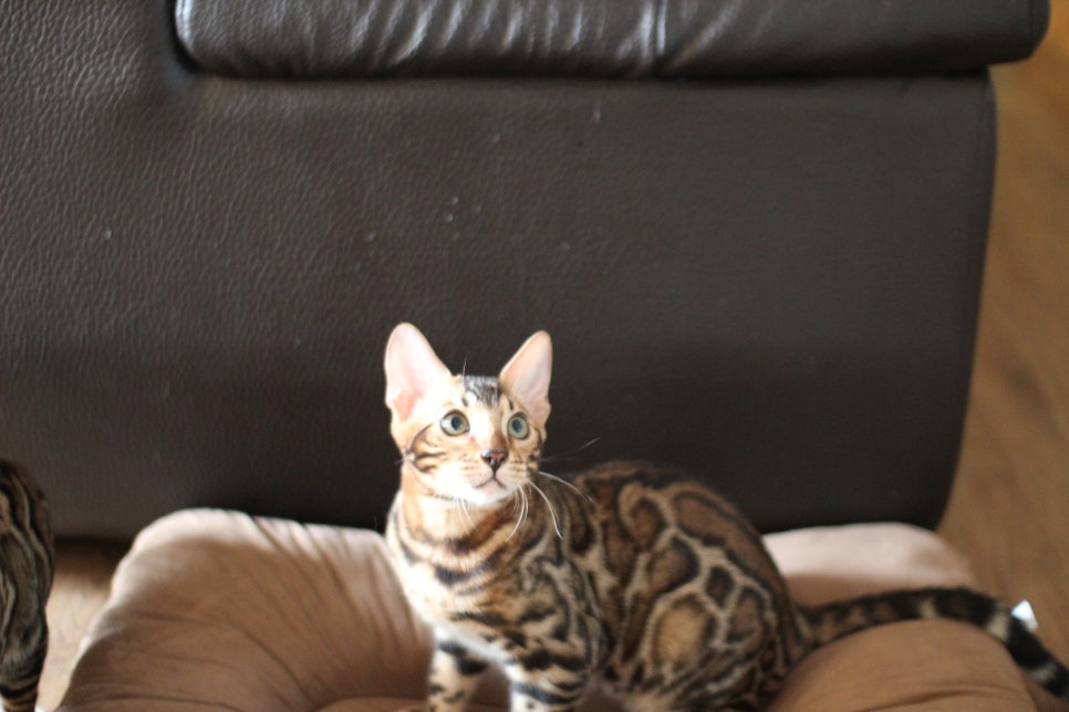 뱅갈고양이분양 너희들 강아지니? 고양이니? ^^ 관련 이미지 9