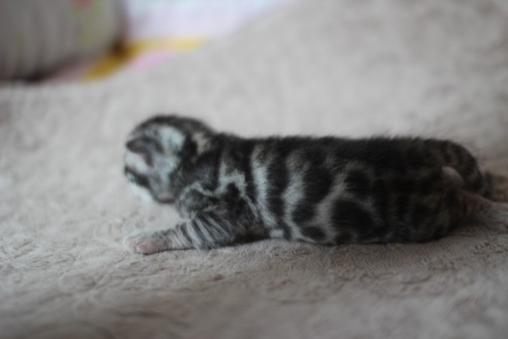 실버뱅갈고양이 꼬물이들 탄생 샤샤샷 관련 이미지 7