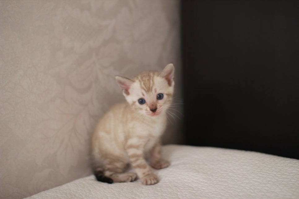 스노우뱅갈고양이 여아 예약분양 하고 있어요~ 관련 이미지 7