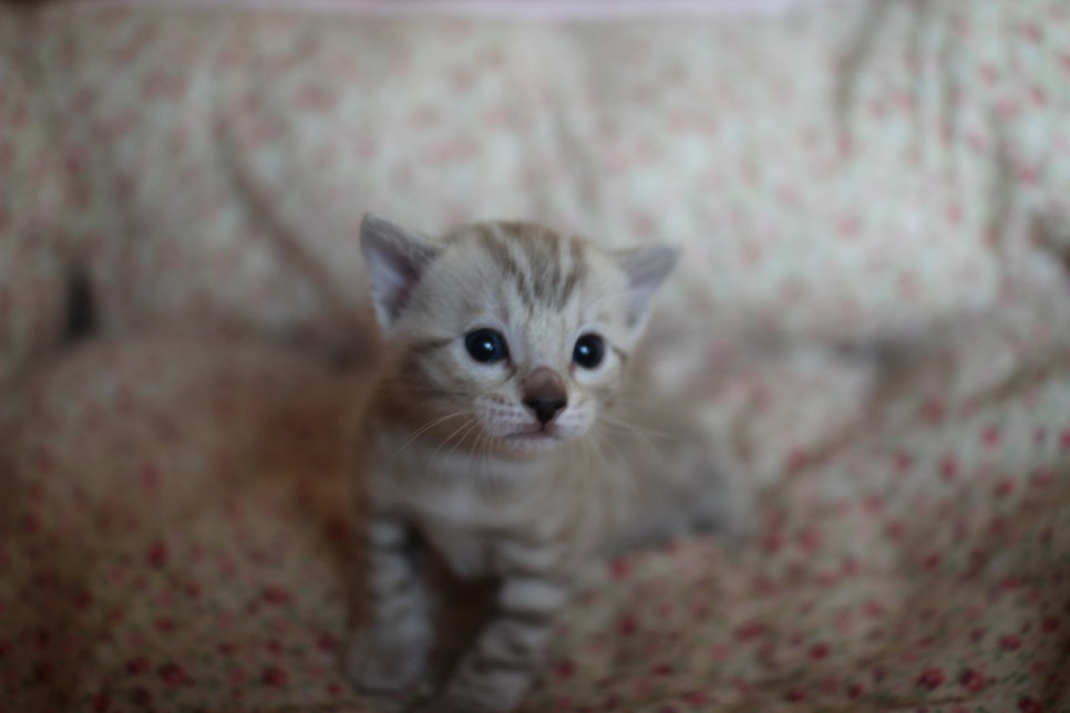 스노우뱅갈고양이 꼬맹이들은 사랑이죠! 관련 이미지 6