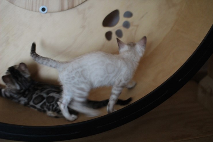 뱅갈고양이 꼬맹이들 놀아요~ 관련 이미지 4