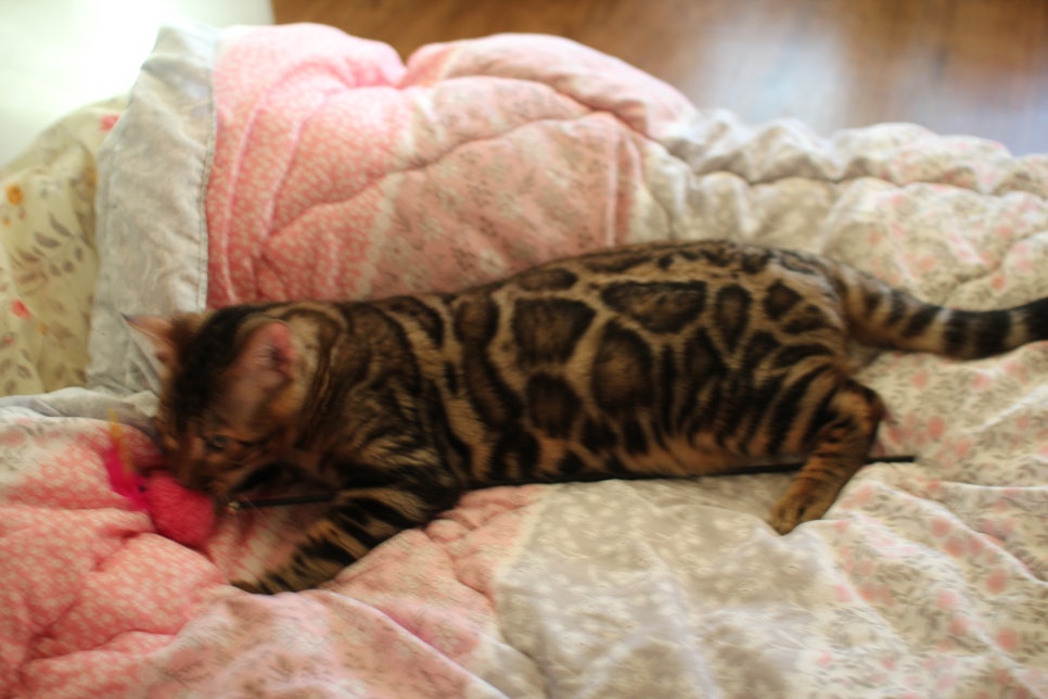 완전완전 개냥이 건강한 근육질 뱅갈고양이 남아 분양해요~ 관련 이미지 7