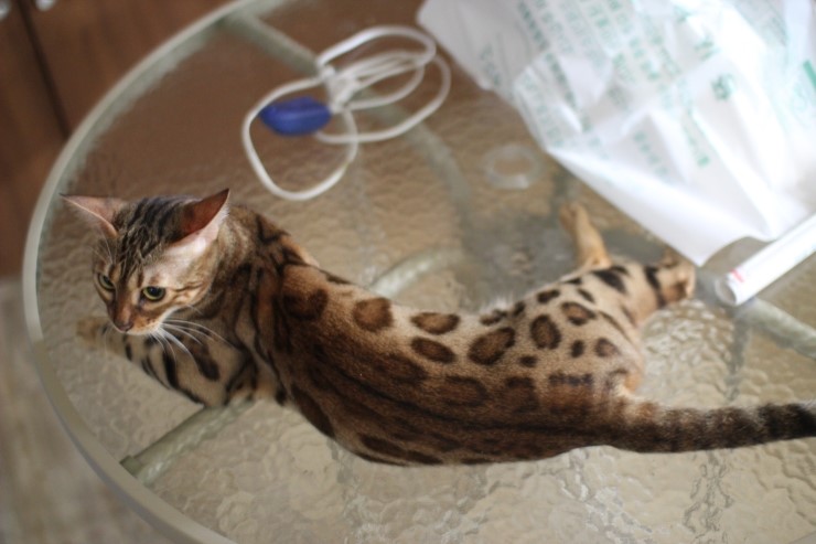 뱅갈고양이/벵갈고양이 아이들의 일상^^ 관련 이미지 7