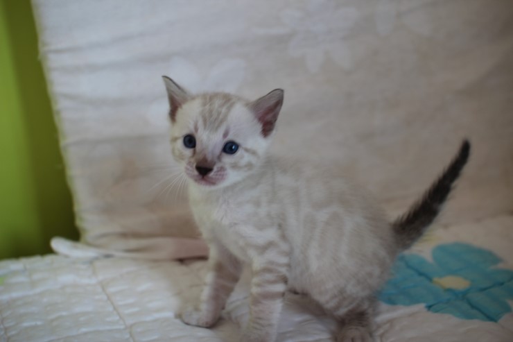 비슷한 패턴에 뱅갈고양이 남매~ 관련 이미지 18