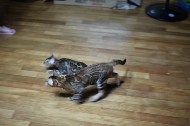 뱅갈고양이 아이들 신나게 노는 아이들~ 관련 이미지 6