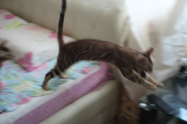 소유캐터리 키퍼 여아 뱅갈고양이 스텔라예요~ 관련 이미지 3