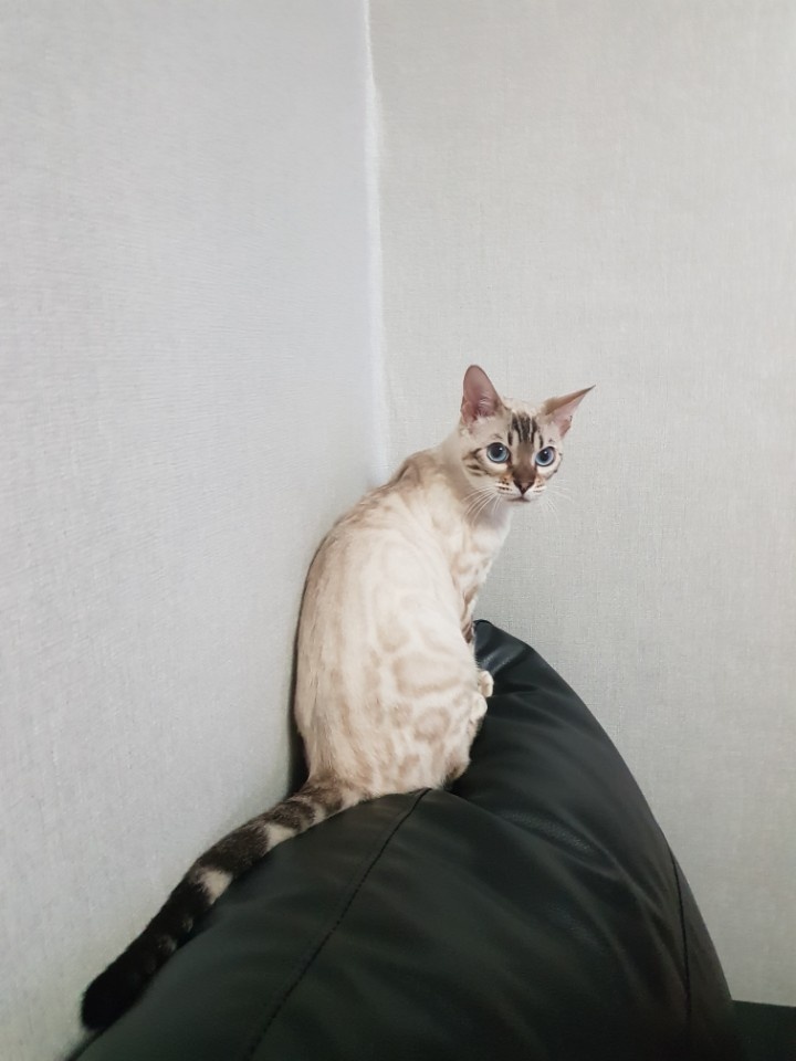 바다같이 파란눈이 너무 이쁜 스노우뱅갈고양이 바다예요~ 관련 이미지 5