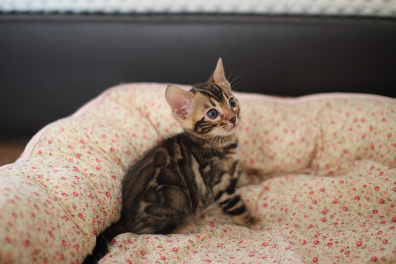 분양중인 뱅갈고양이 장군이 성장 모습~ 관련 이미지 9