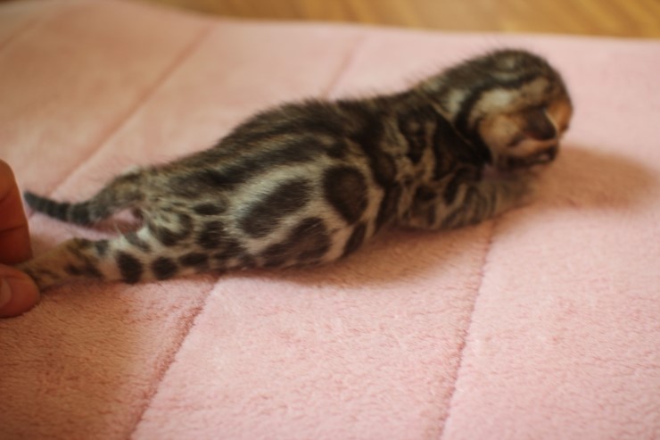 뱅갈고양이 4형제 눈 떴습니다~ 관련 이미지 11